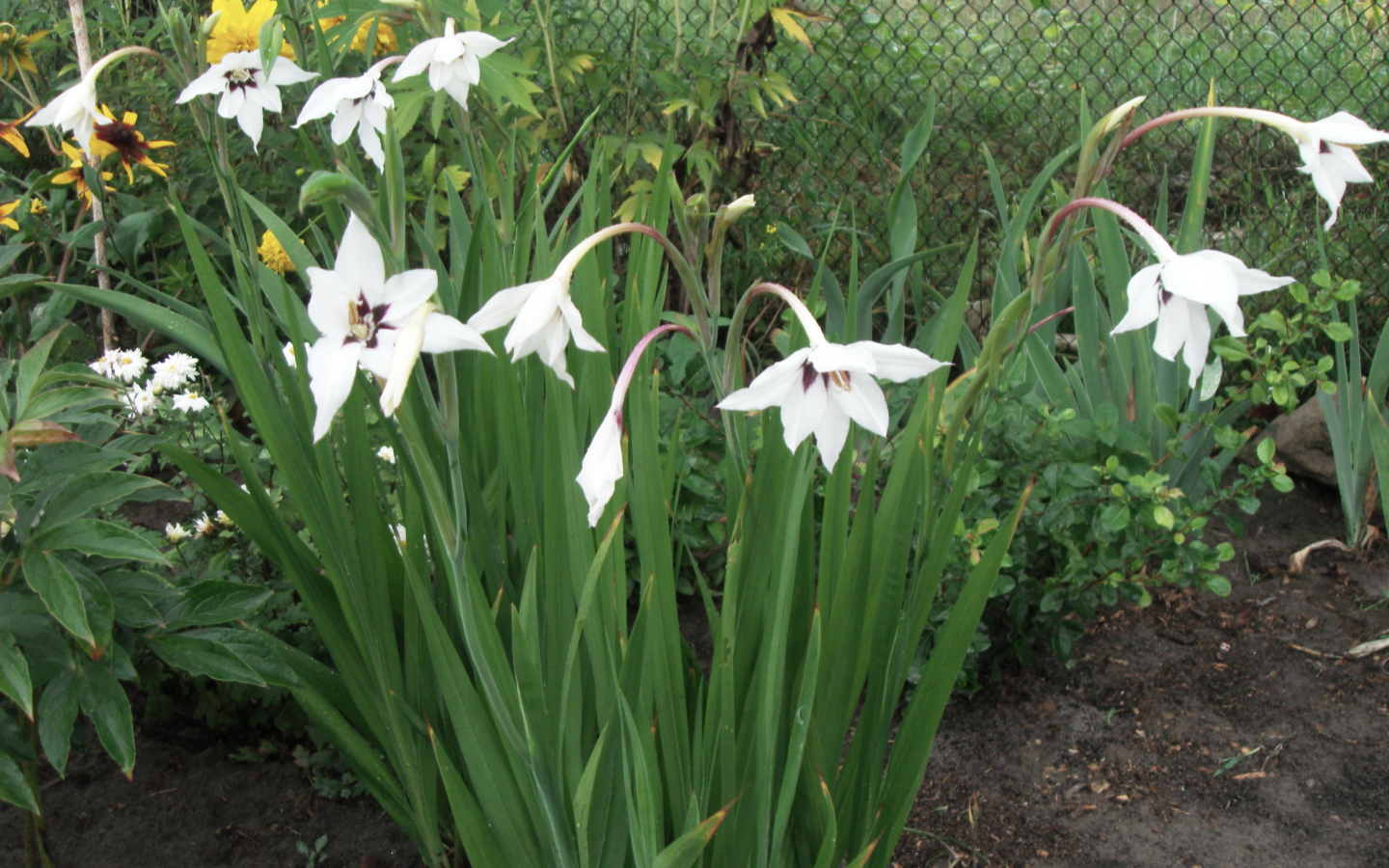 Красивая ацидантера в саду