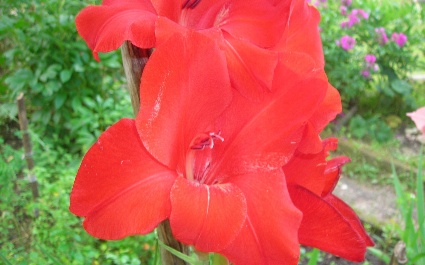 Красивые цветы гладиолус в парке