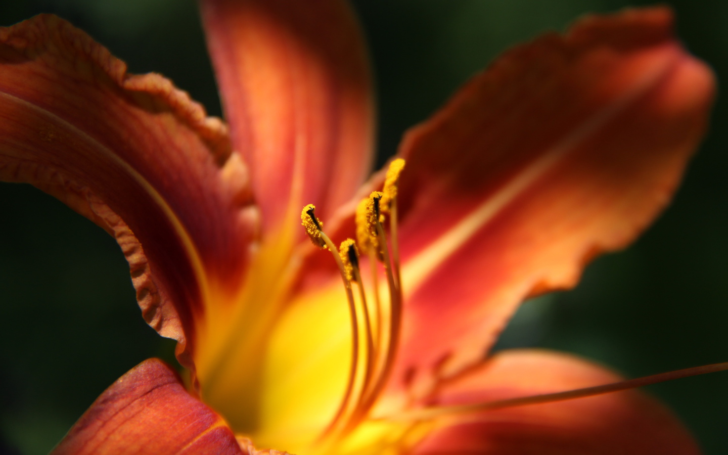 Красивая лилия на дачном участке