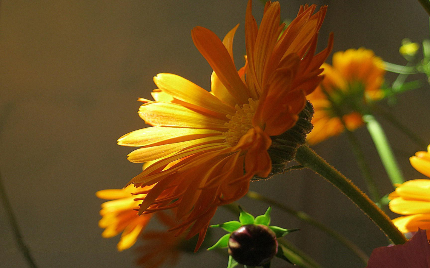 Красивая календула лечебная в саду