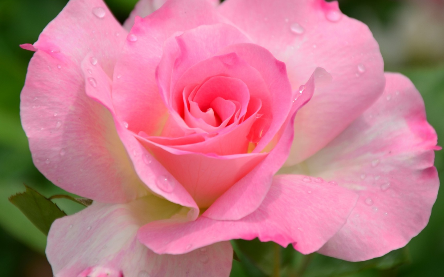 Красивый розовый цветок