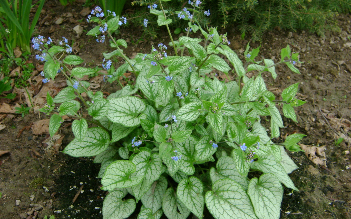 Красивое растение бруннера