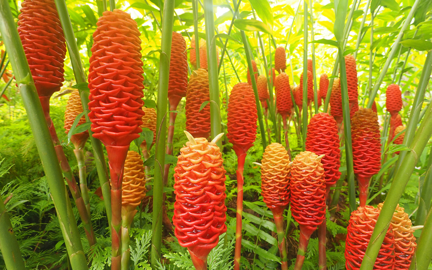 Красивое растение роскоя (имбирь) в саду