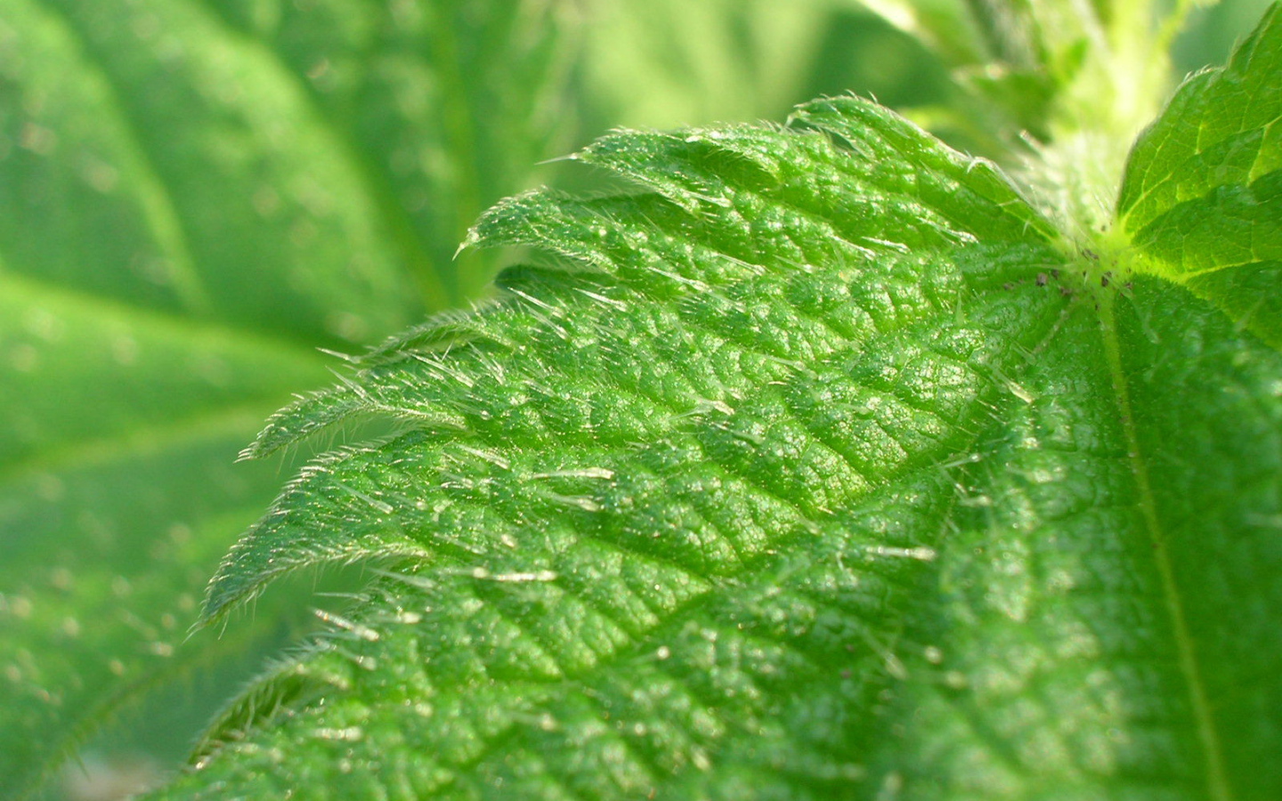 Красивое растение аюга на поляне