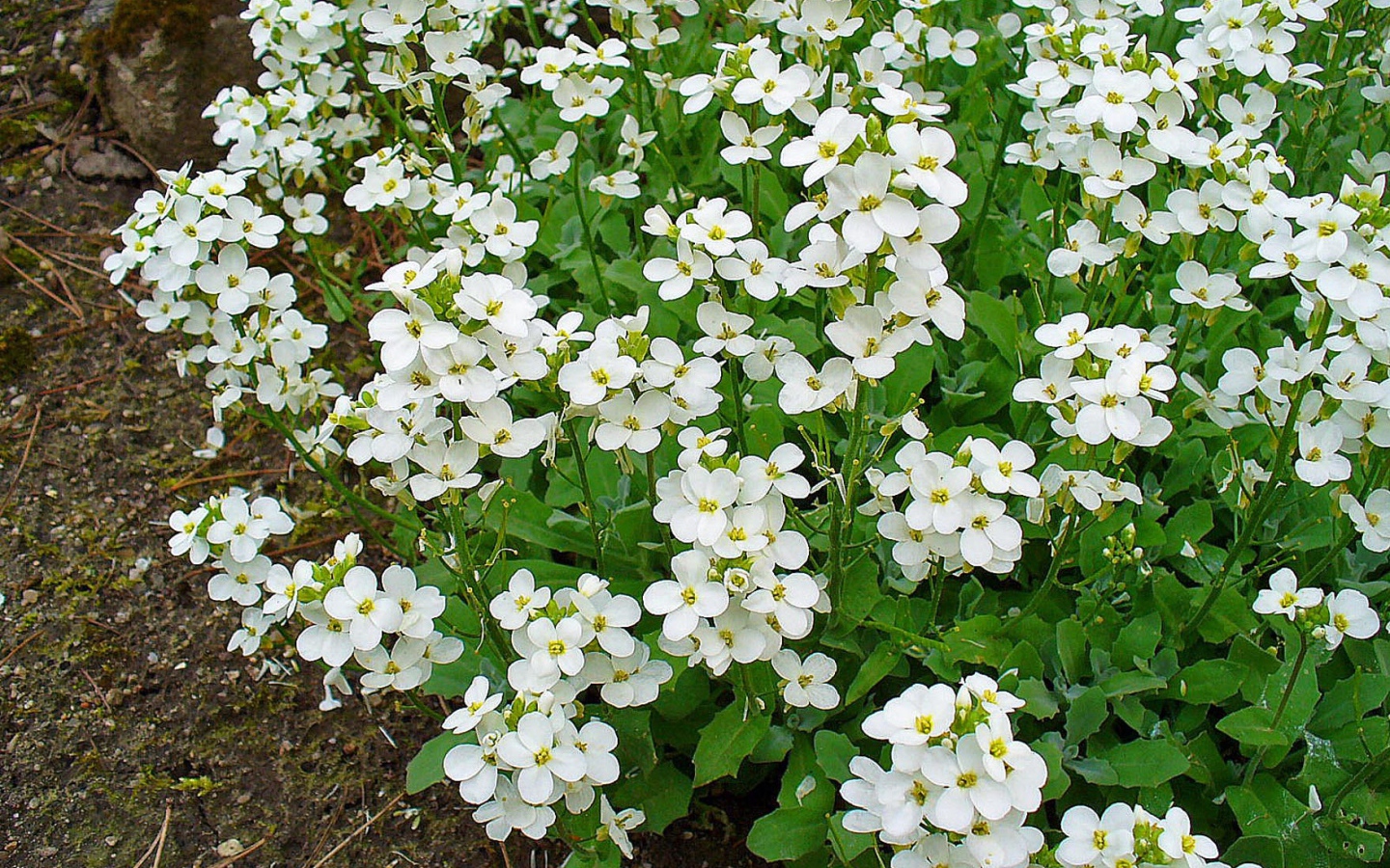 Красивое растение резуха на опушке