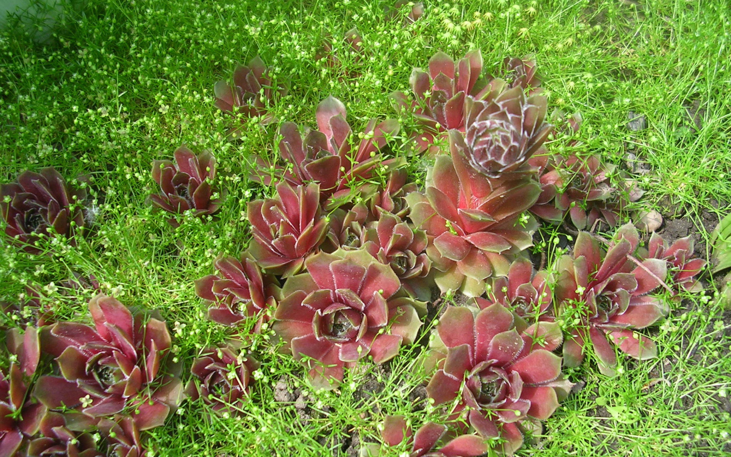 Красивое растение молодило в парке