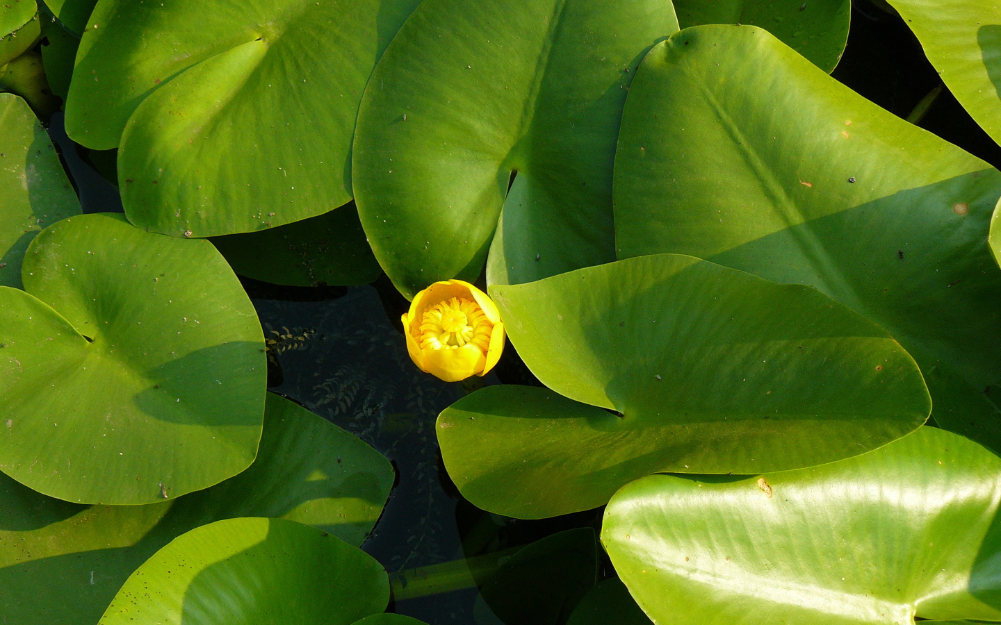 Красивое растение желтая кубышка