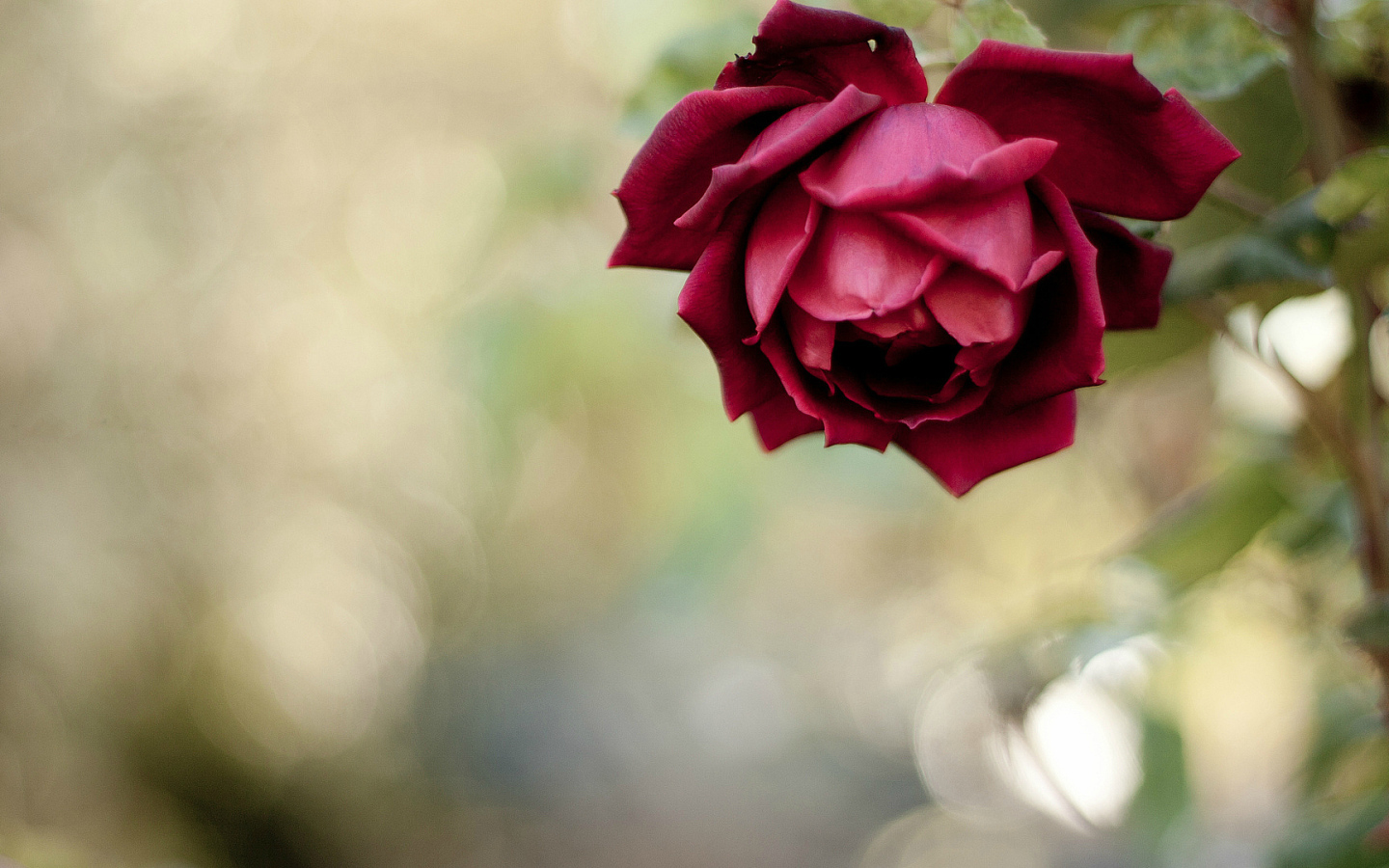 Красивая красная роза в саду