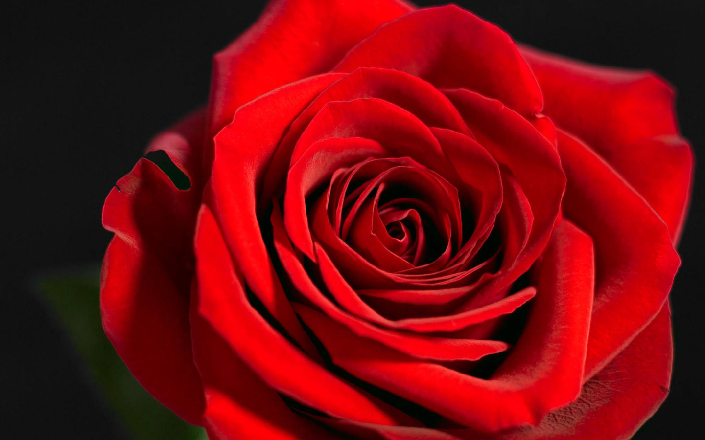 Красивая красная роза на чёрном фоне крупным планом