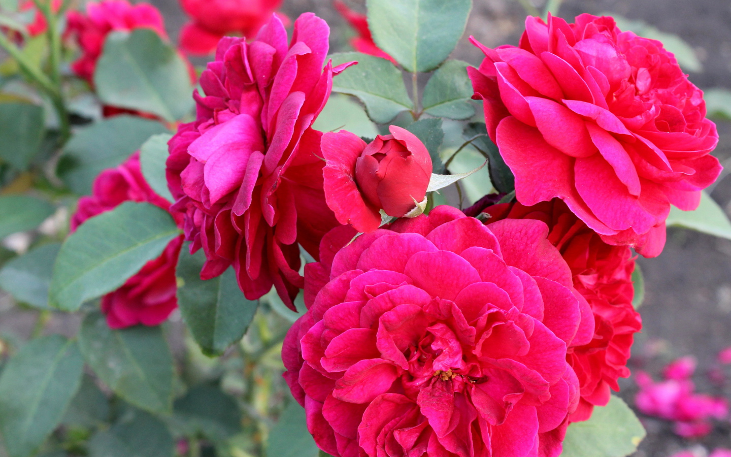 Красивая роза кустарниковая в саду