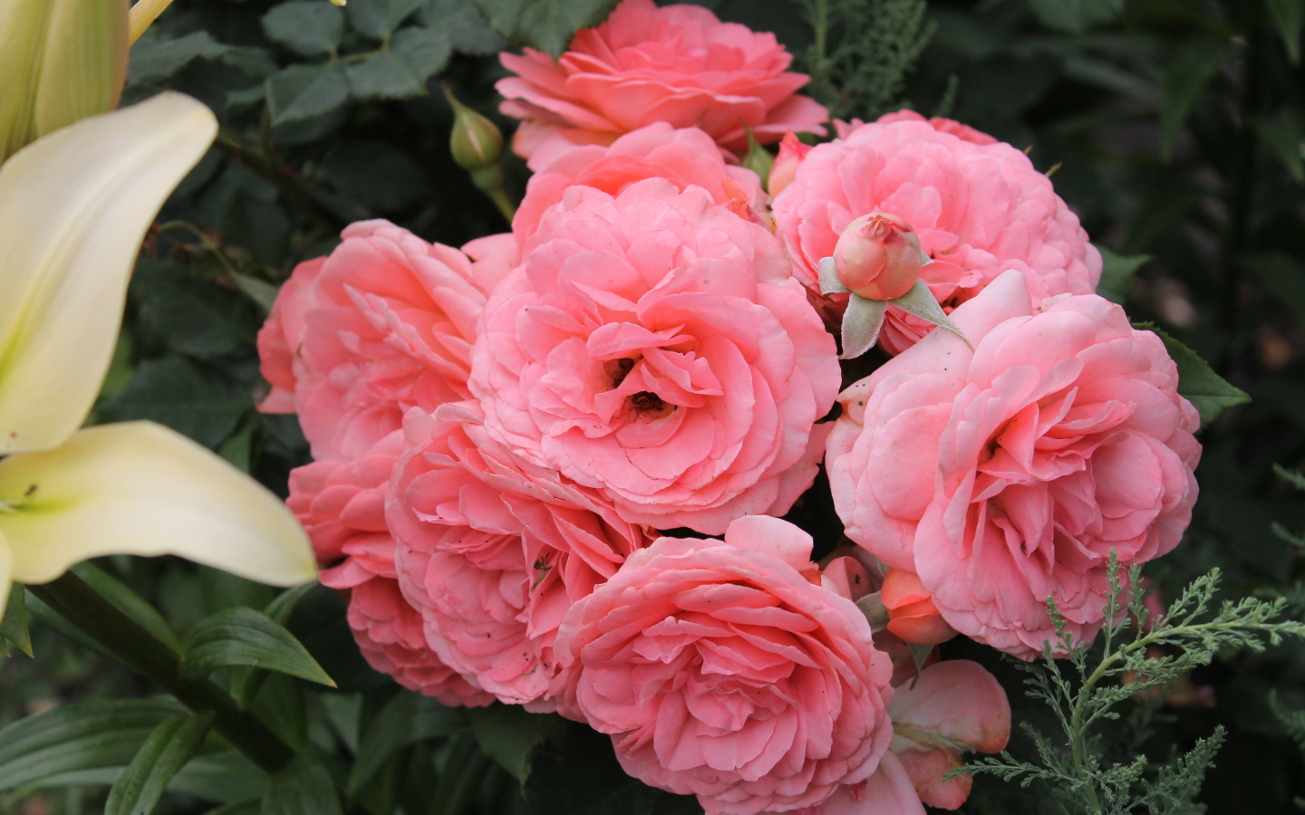 Красивая роза кустарниковая на дачном участке