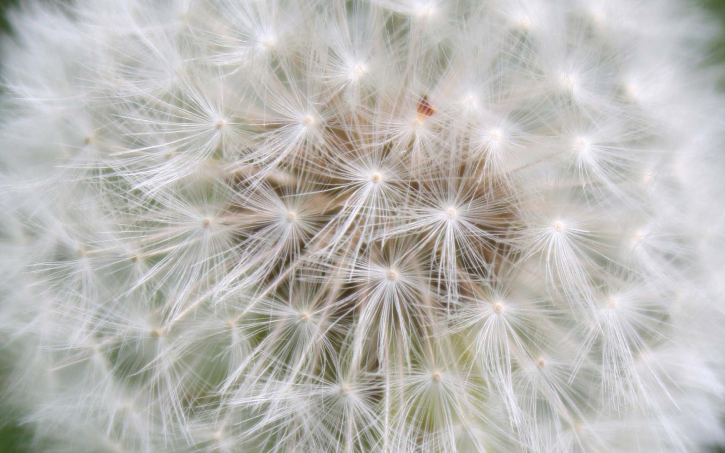 Красивый козлобородник (большой одуванчик) цветок