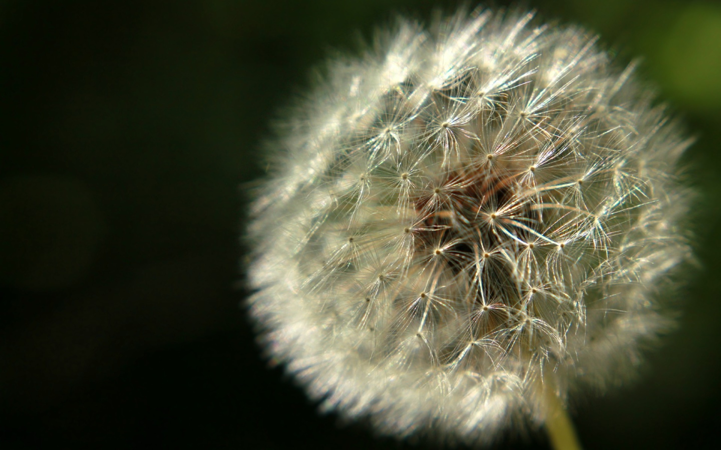 Красивый козлобородник (большой одуванчик) на газоне
