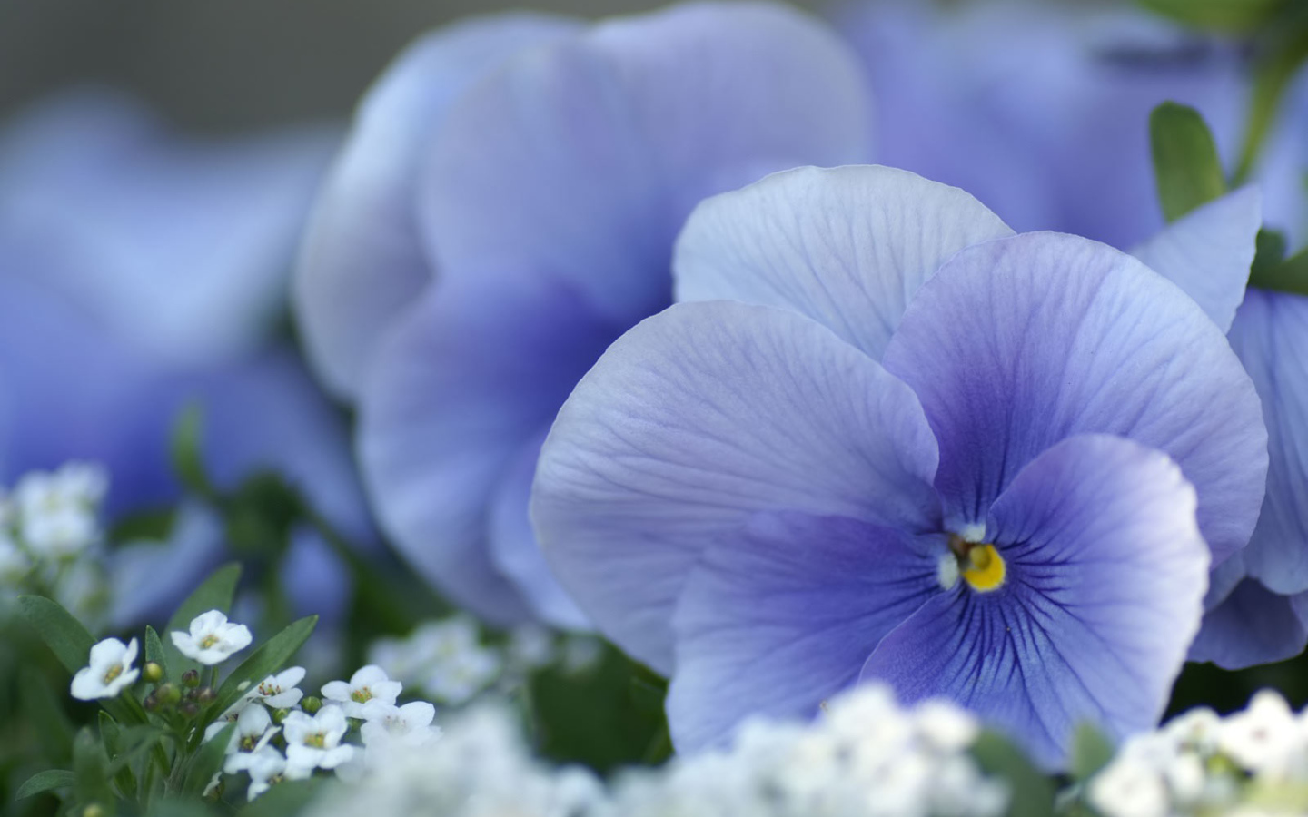 Красивые весенние виолы (фиалки, анютины глазки) 