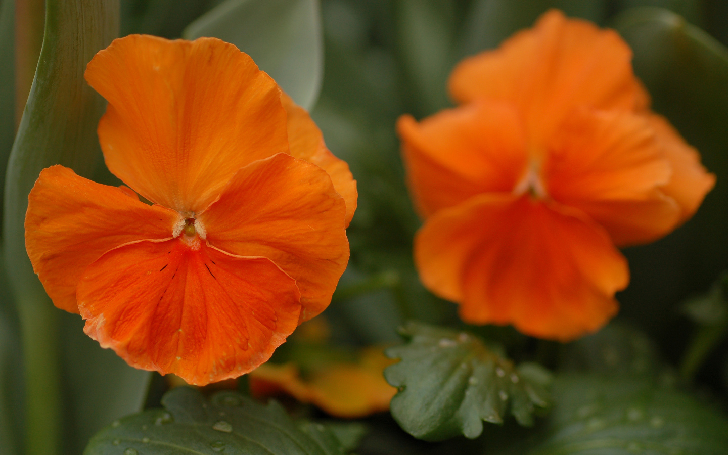 Красивые весенние виолы (фиалки, анютины глазки) в лесу