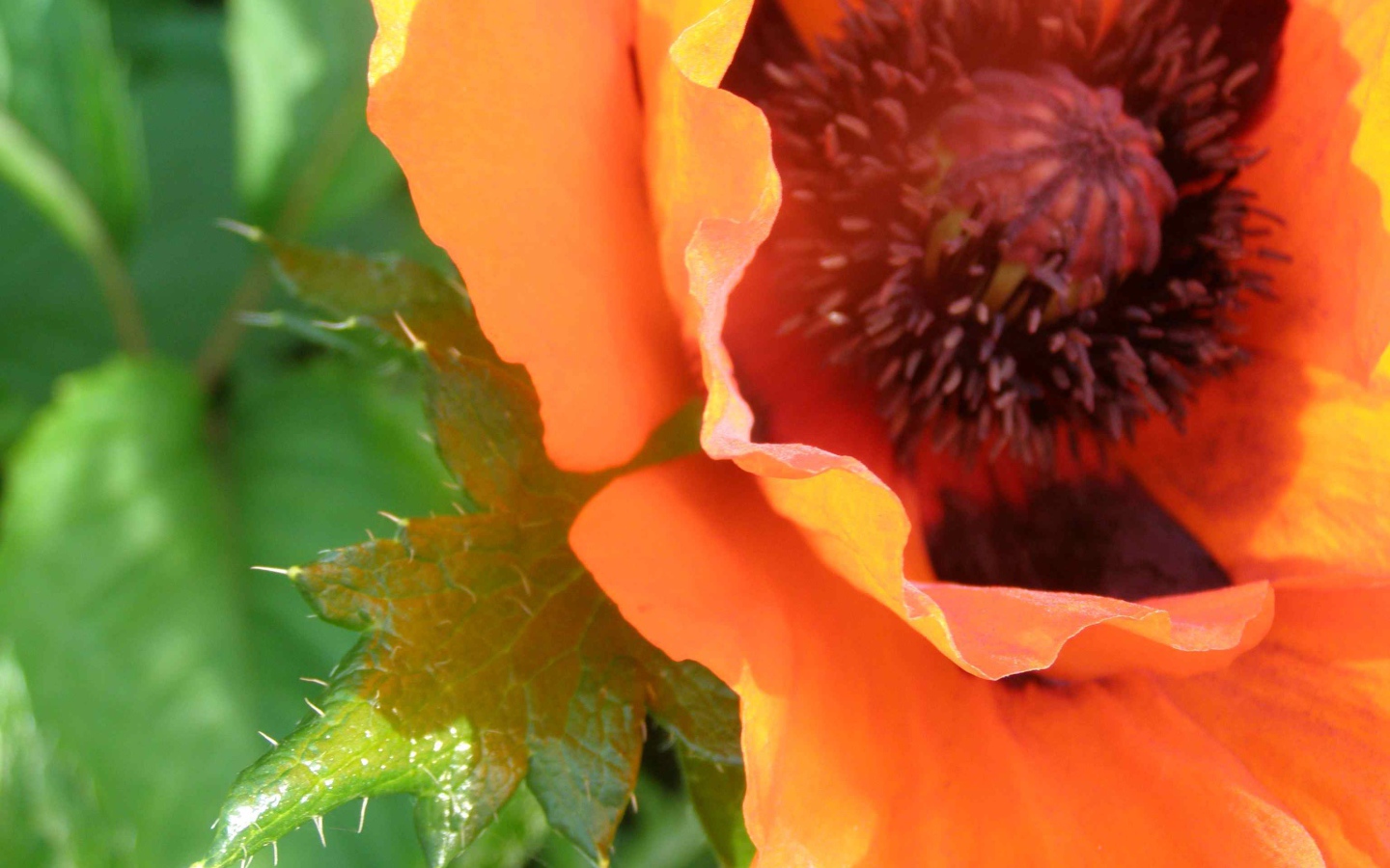 Красивый весенний цветок мак