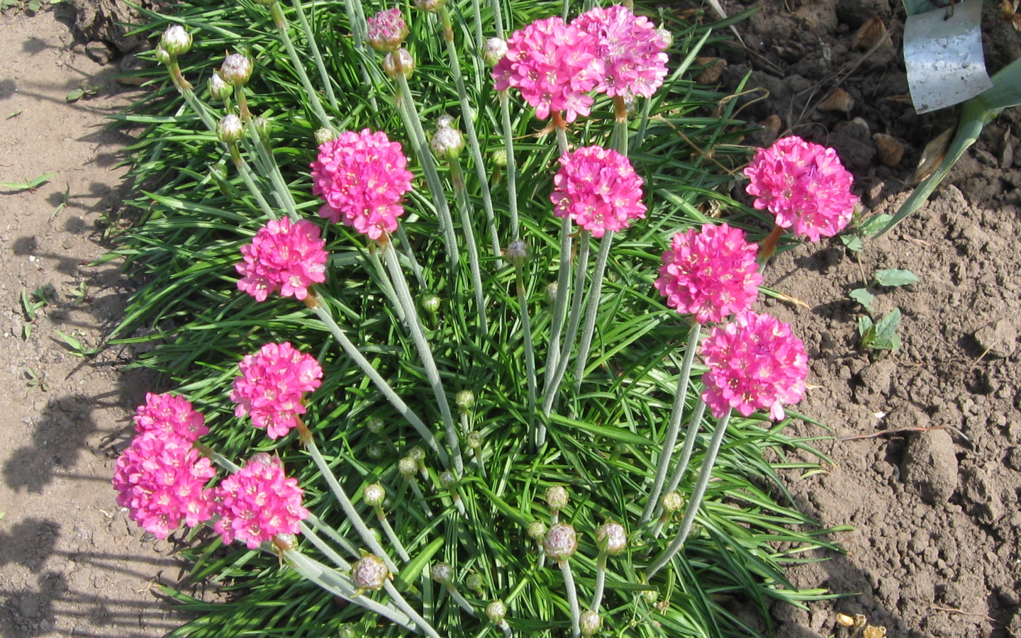 Красивая армерия на дачном участке