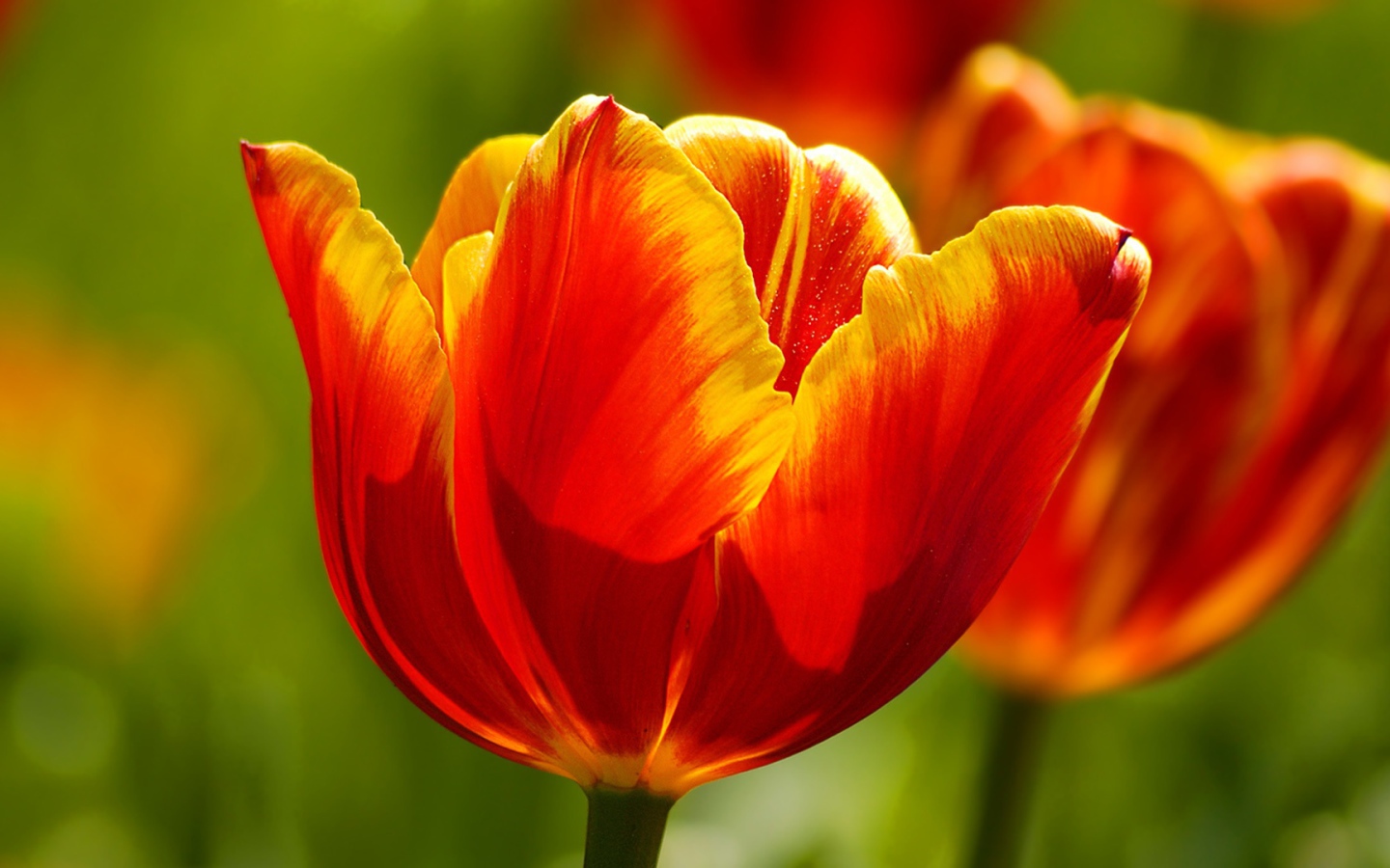 Красивые тюльпаны