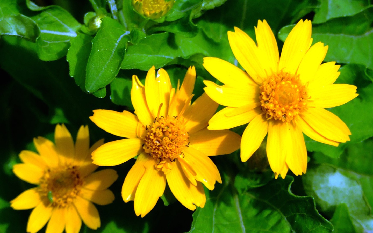 Красивая венидиум (астровые) в саду