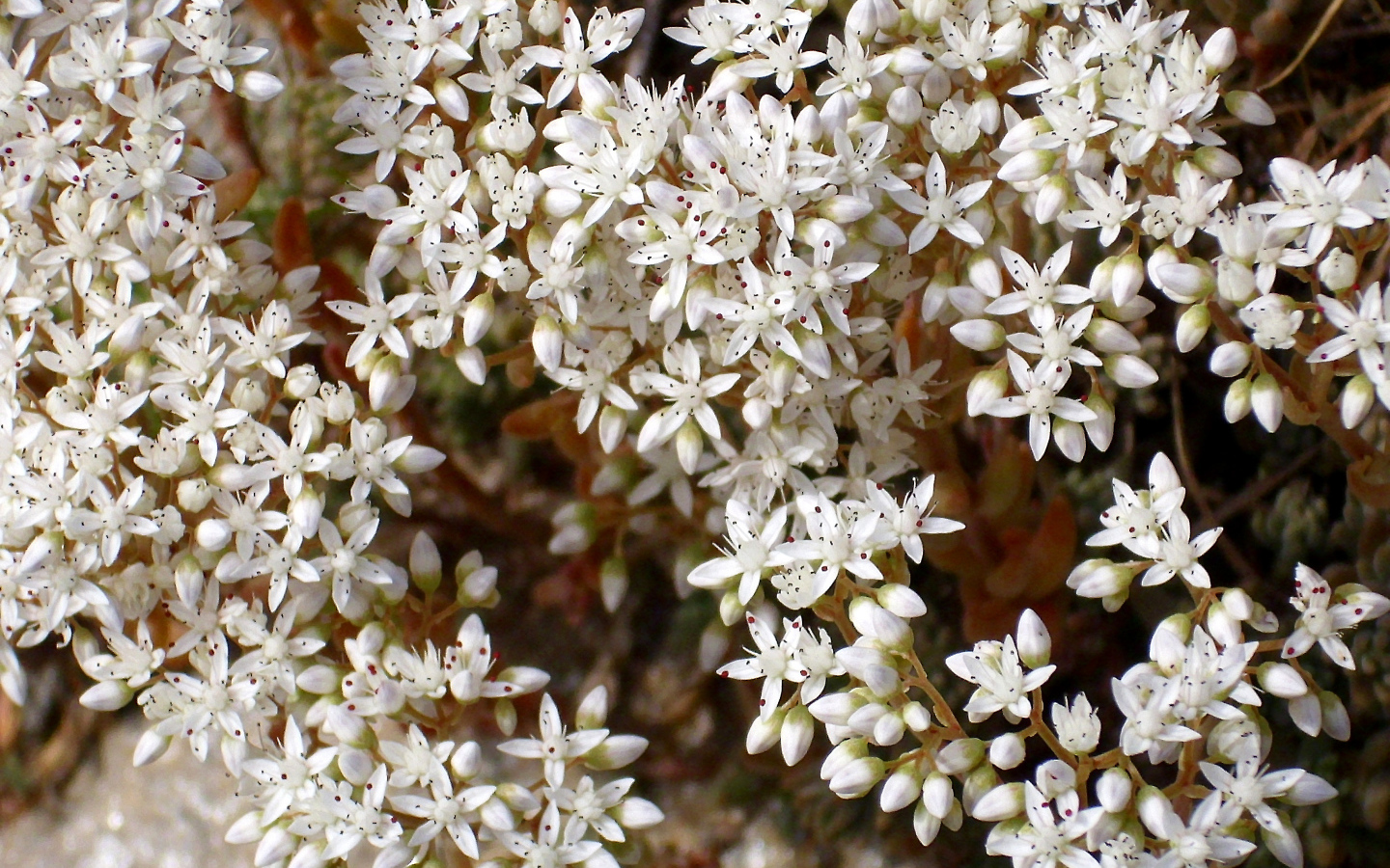 Красивые белые цветы резухи