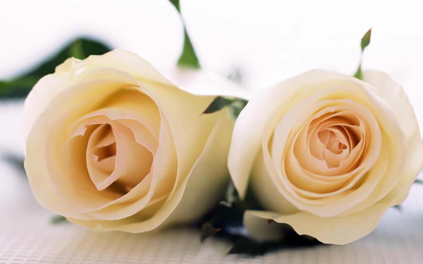 Красивые белые розы на белой скатерти