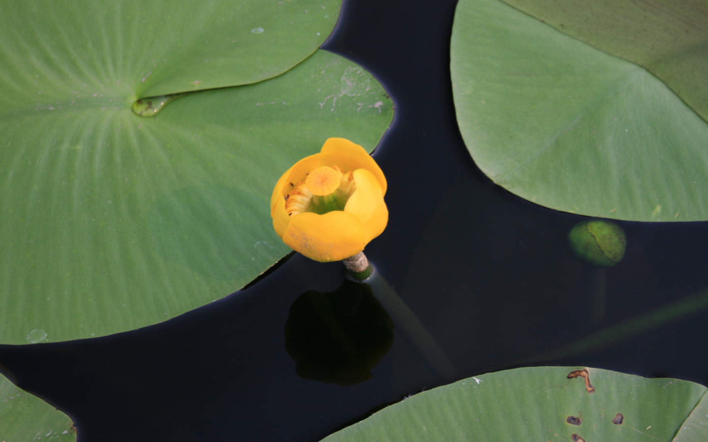 Красивый цветок кубышка желтая на воде