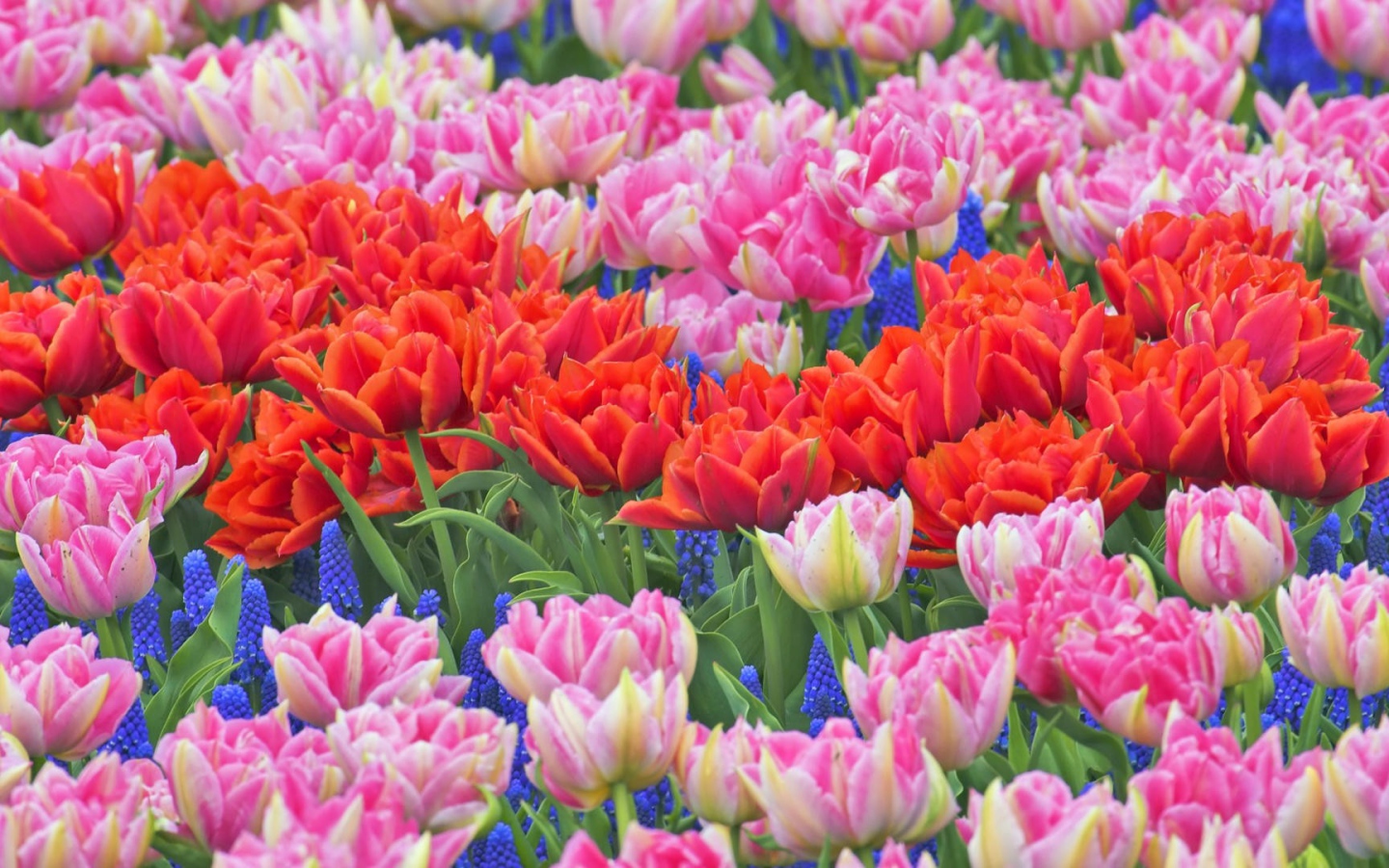 Клумба из тюльпанов