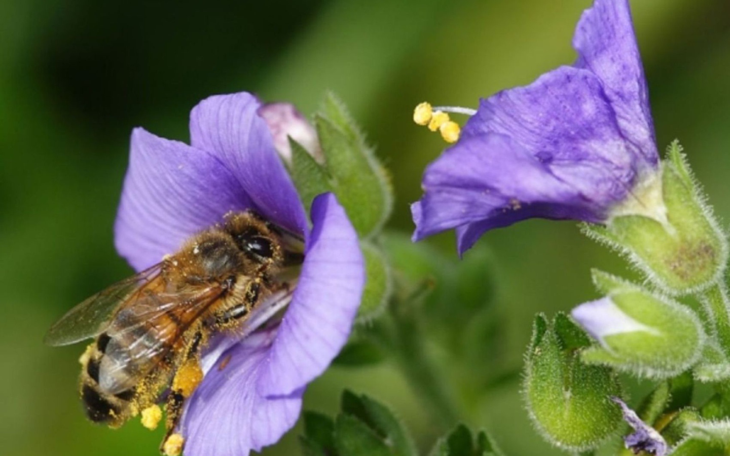 Пчела на колокольчике