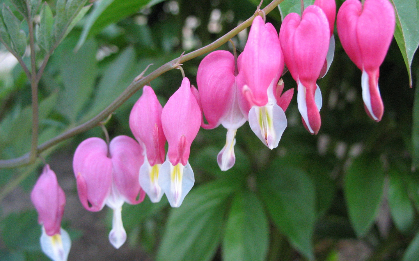 Выращивание цветов дицентра в саду