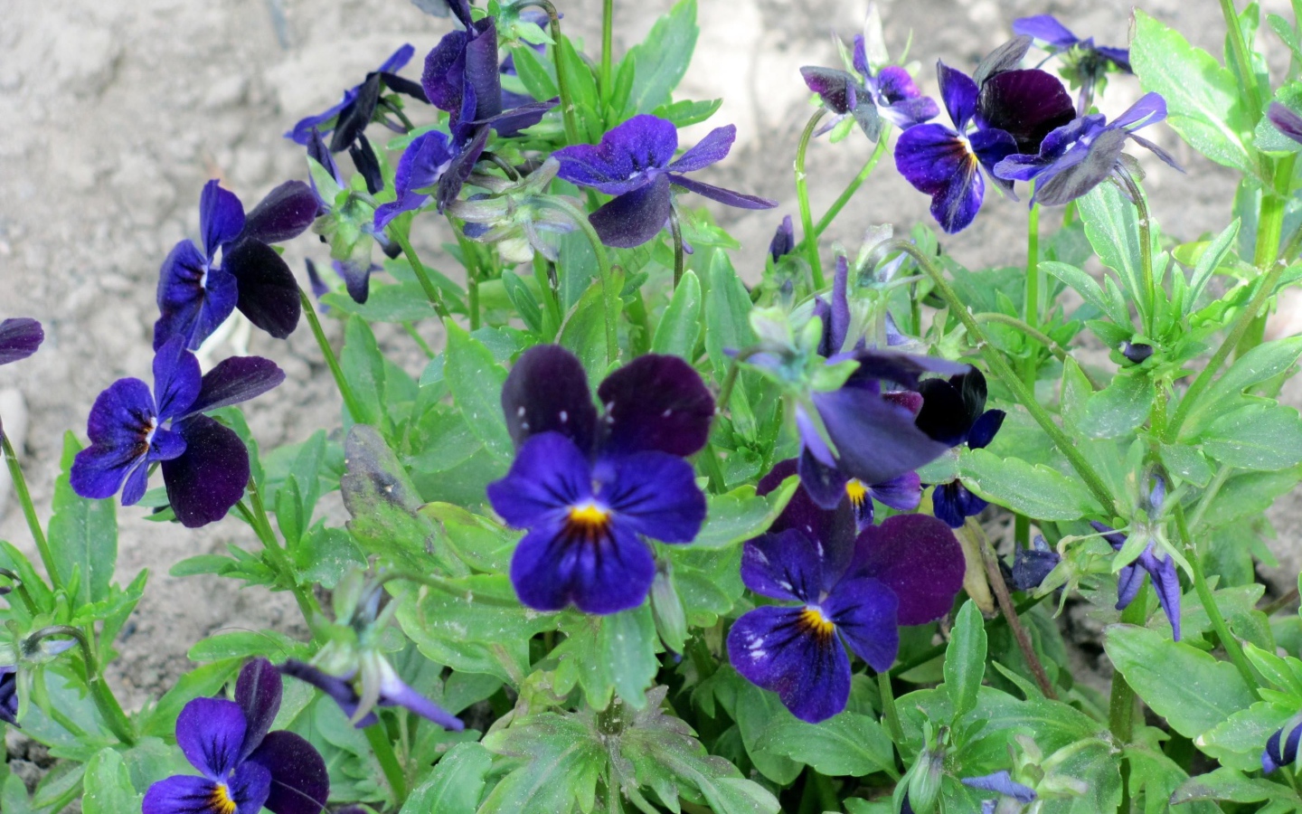 Расцвели прекрасные цветы анютины глазки в саду