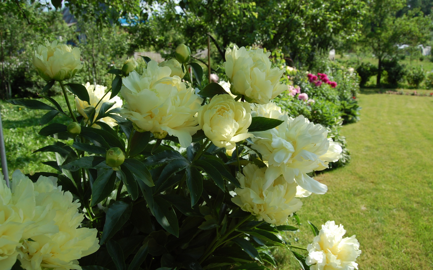 Расцвели красивые цветы пионы