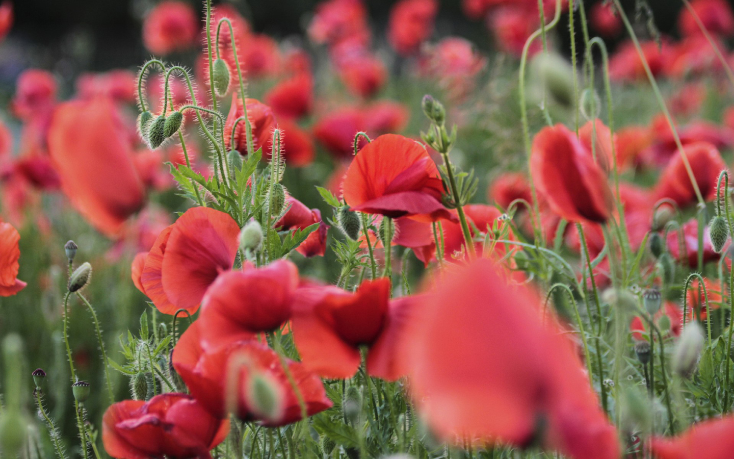 Цветущий восточный мак