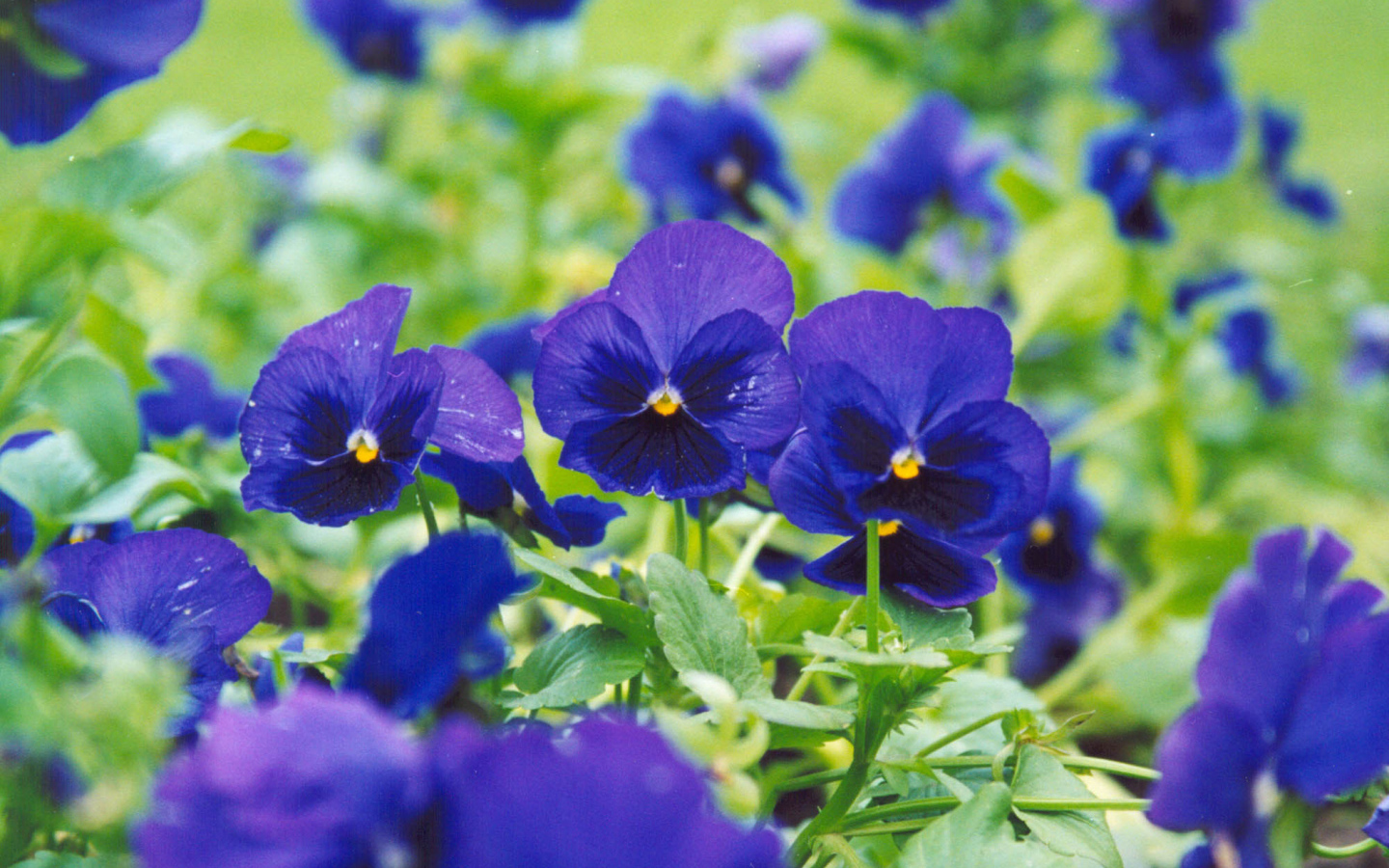 Синие цветы анютины глазки зацвели на поляне в лесу