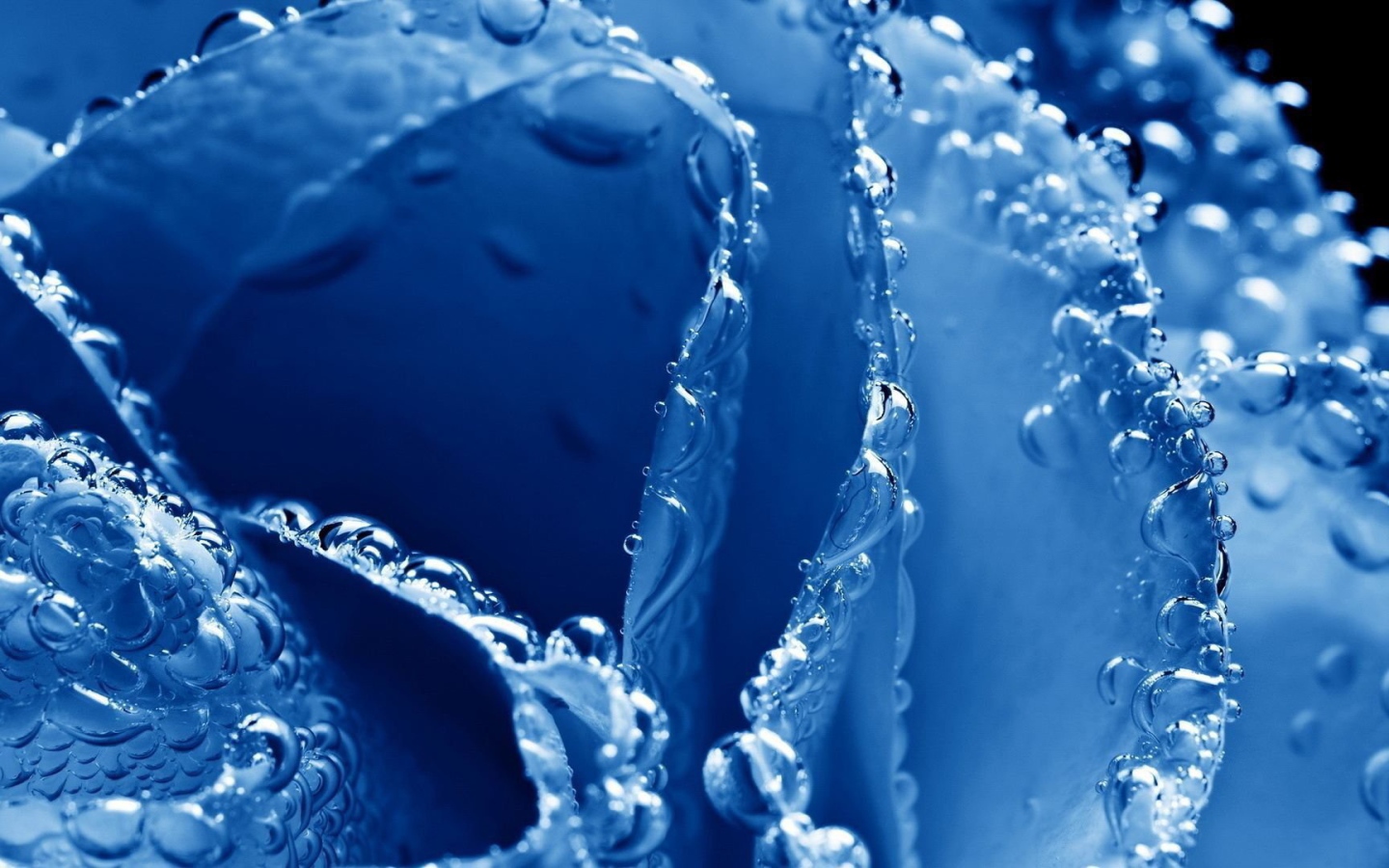 Синяя роза в пузырьках воздуха