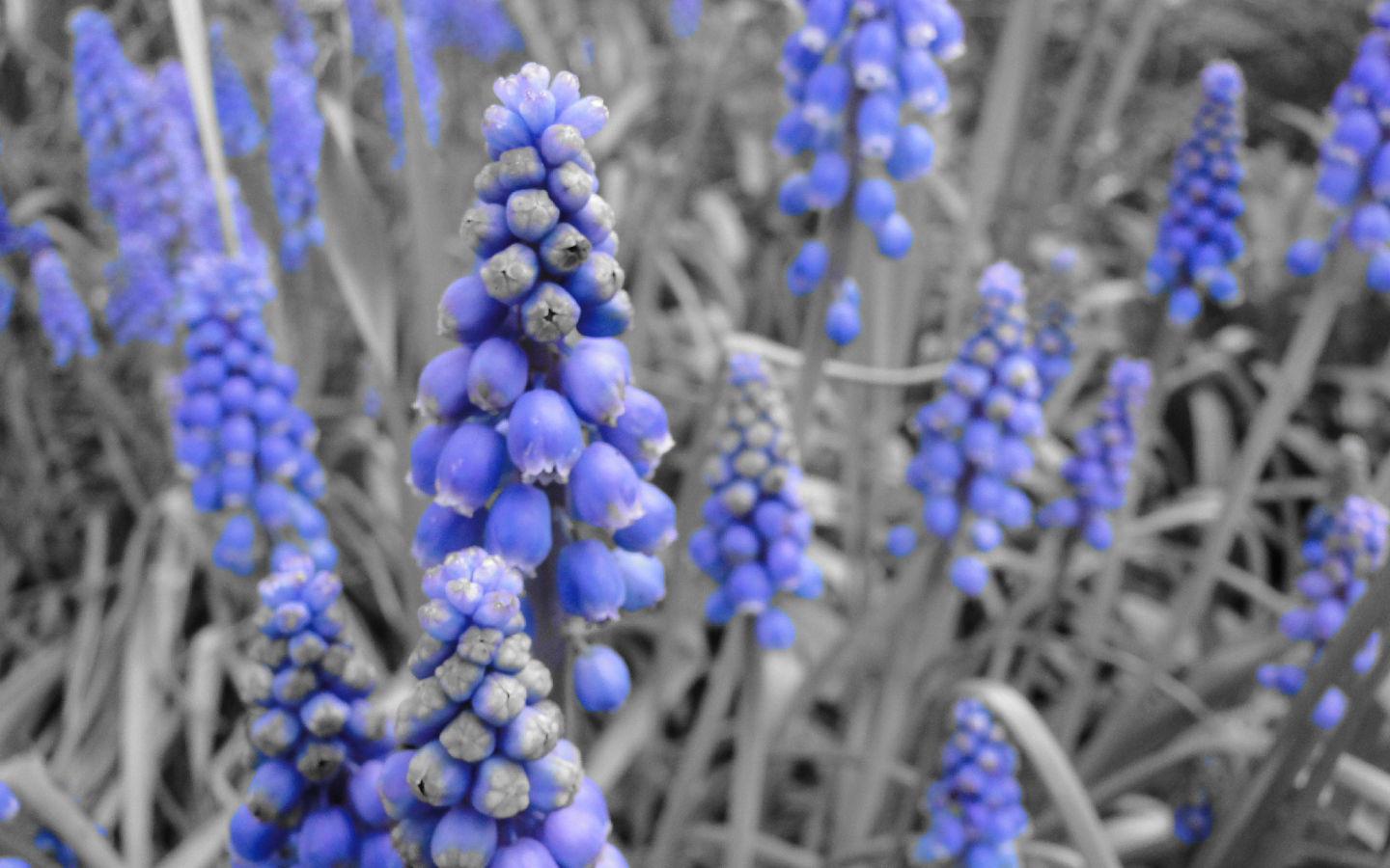 Синие колокольчики кисточкой