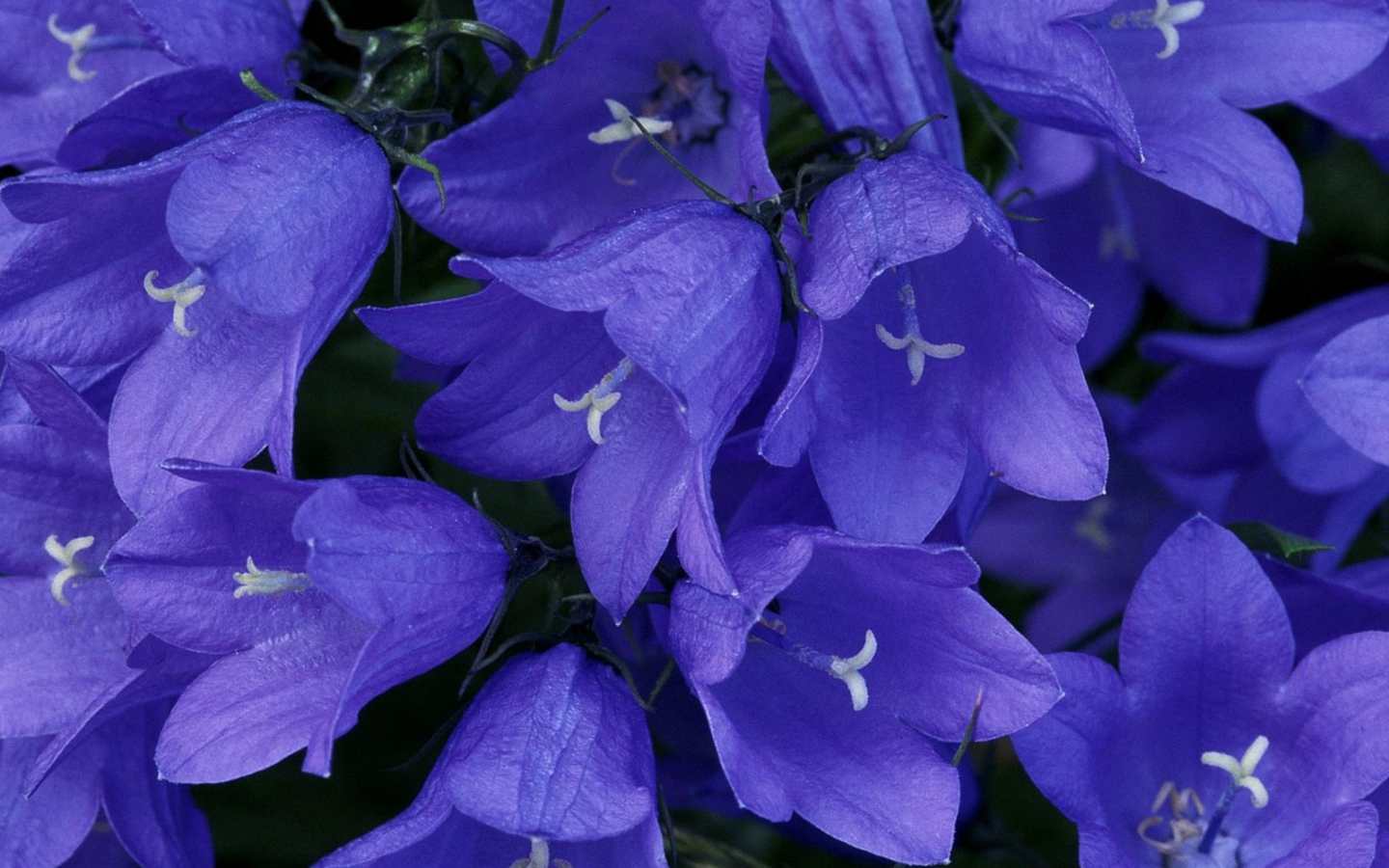 Колокольчики в лесу