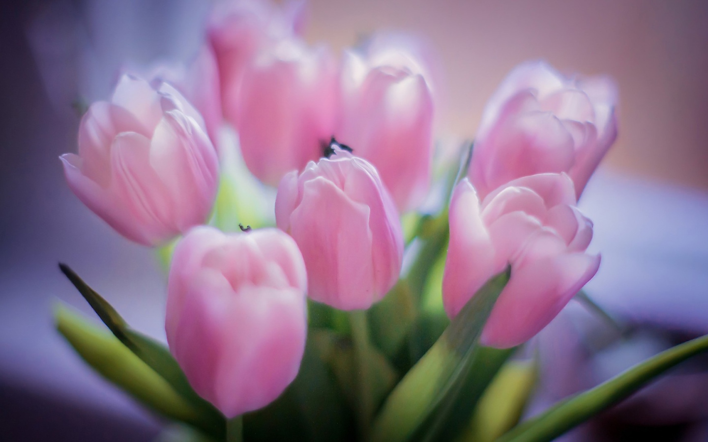 Букет розовых тюльпанов