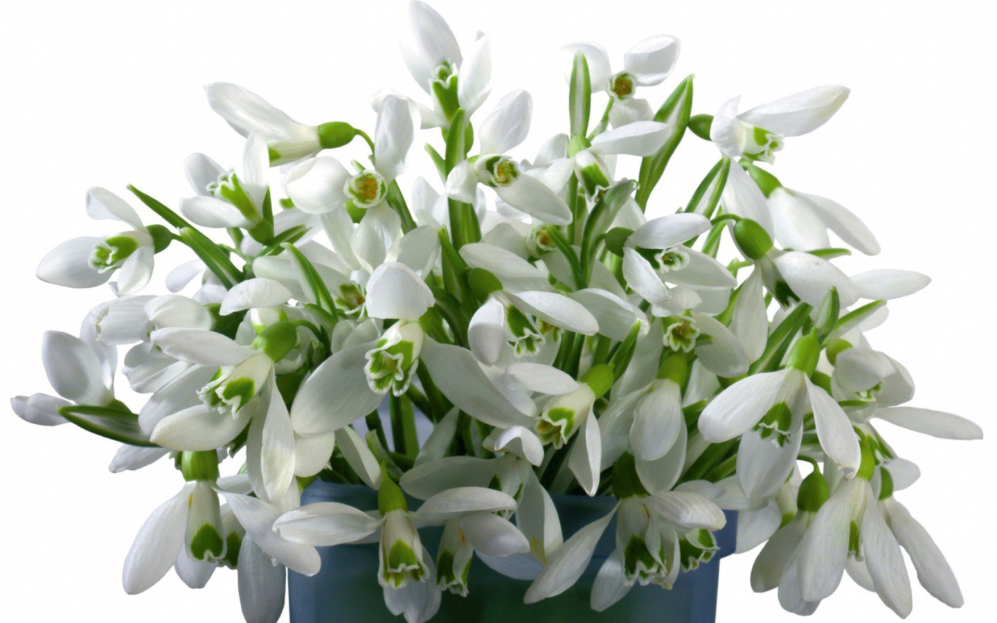 Букет белых цветов в ведре