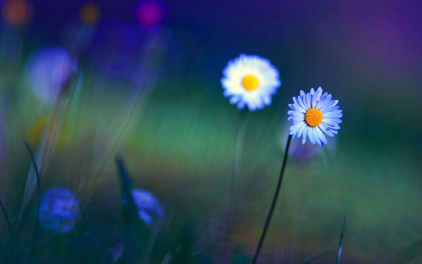 Яркие цветы маргаритки на поляне