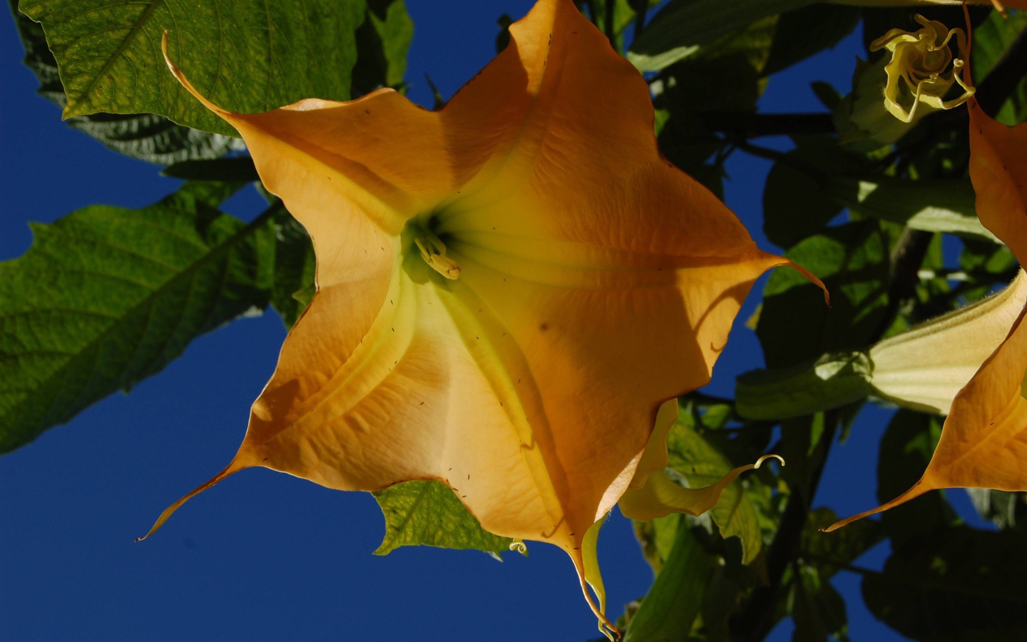 Красивое растение бругмансия в саду