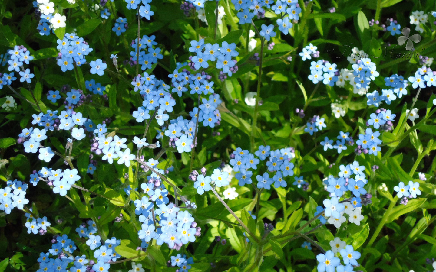 Красивые цветы бруннера в парке