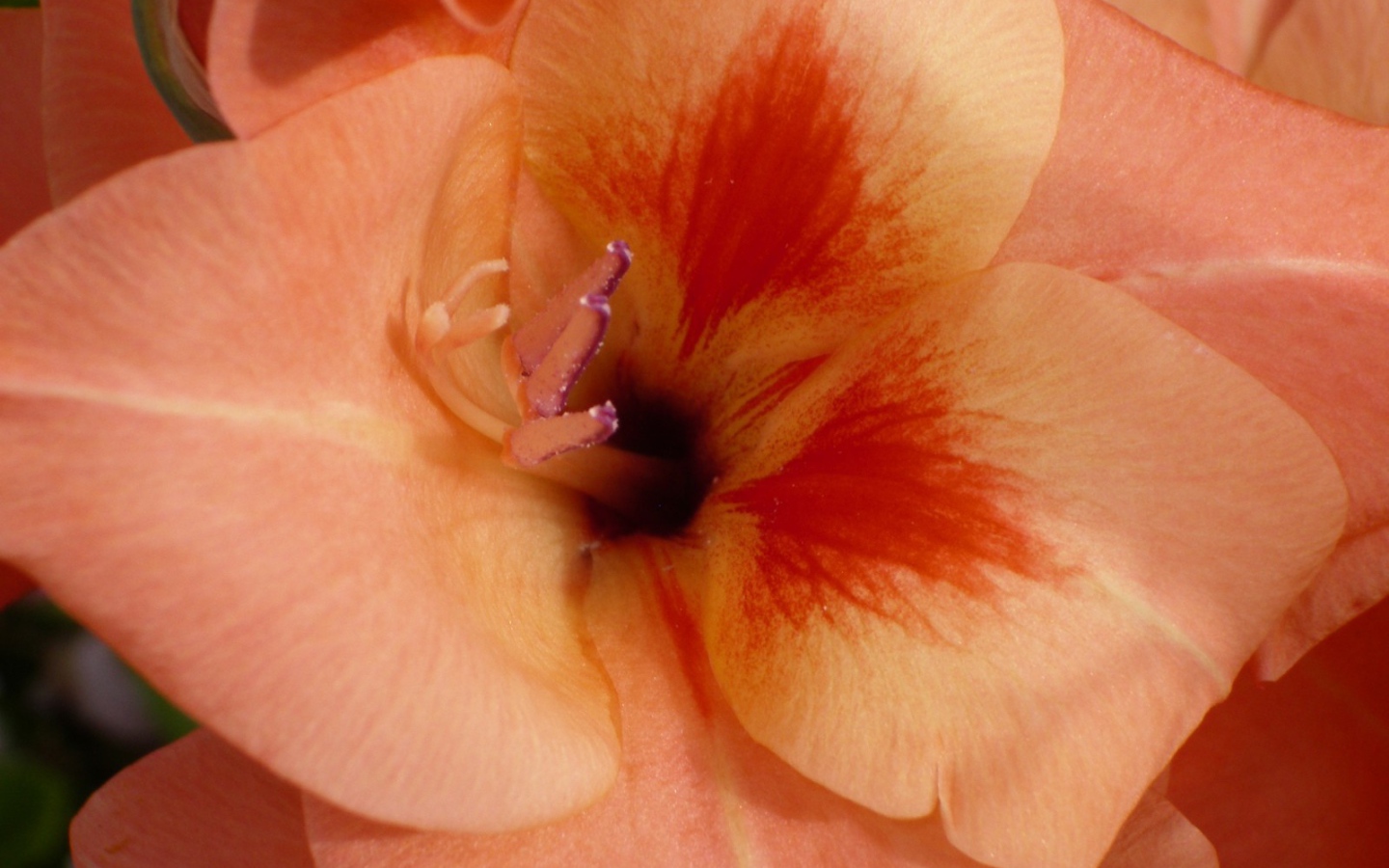 Бутон оранжевого гладиолуса