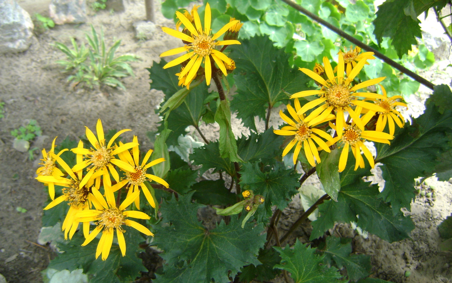 Красивый бузульник в саду