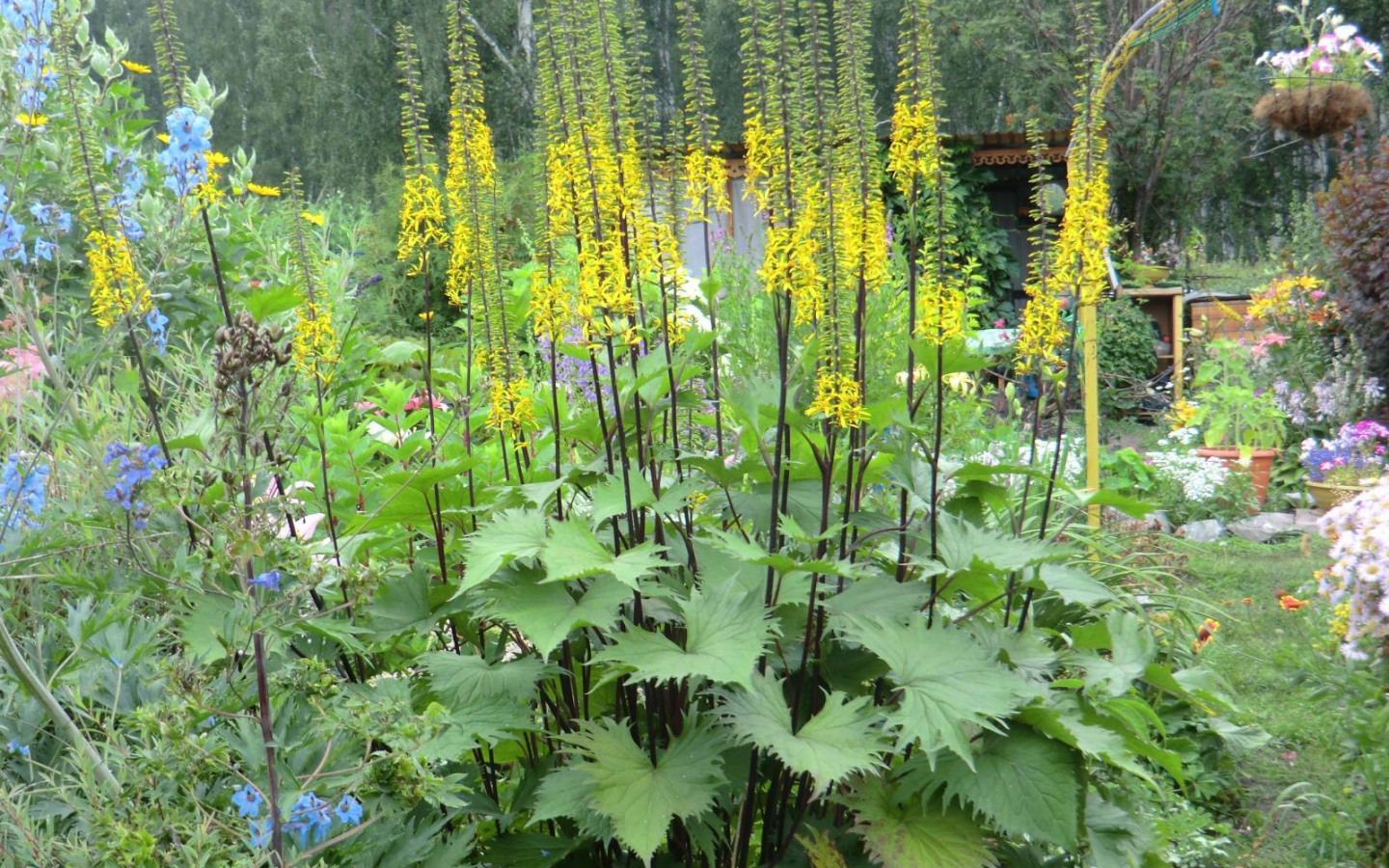 Растения бузульник в саду