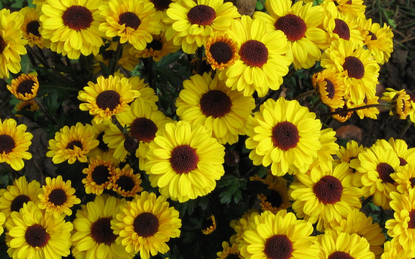 Выращивание цветов хризантема в саду