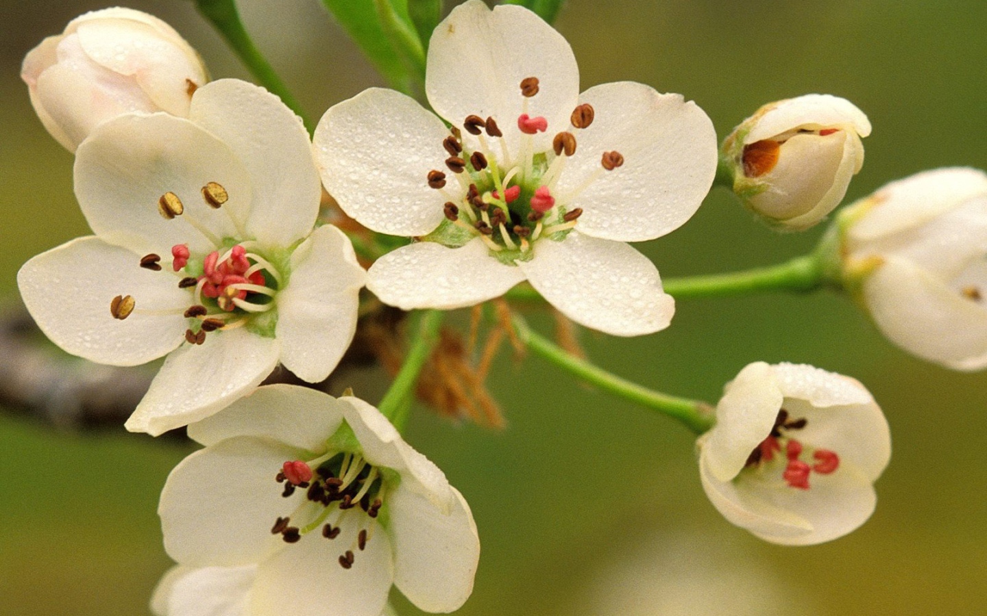 Весеннее цветение