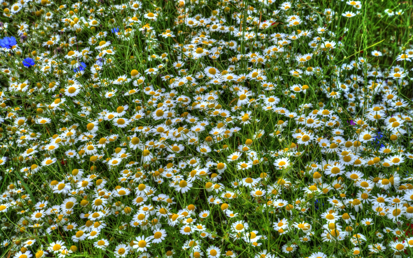 Ромашки среди зелени