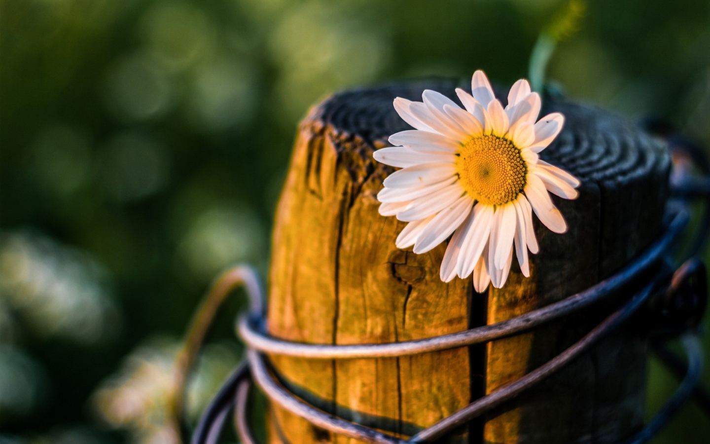 Ромашка на пне