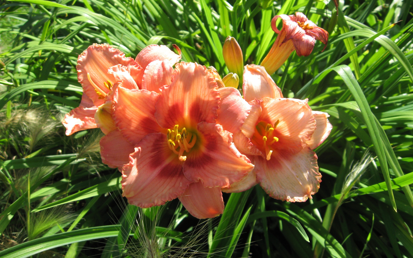 Садовые цветы лилейник на дачном участке