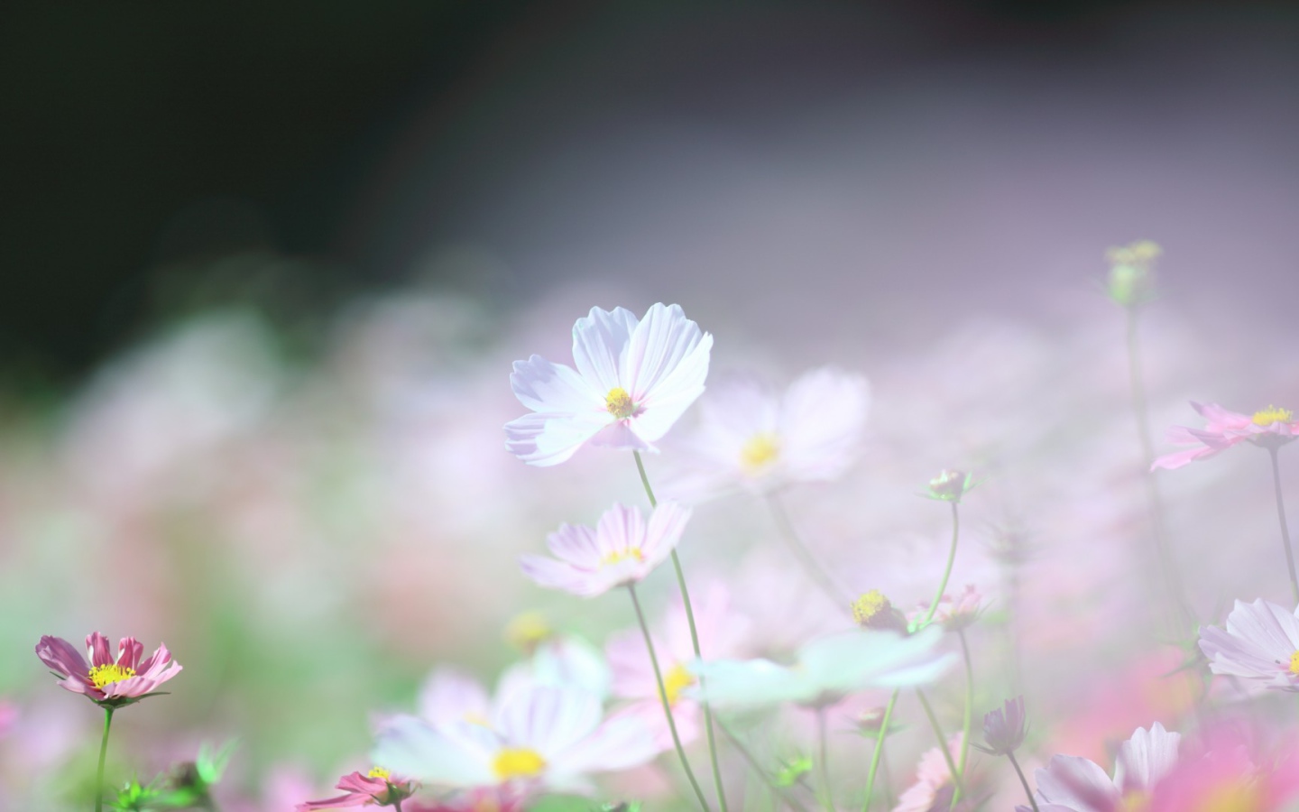 Нежные ромашки в поле